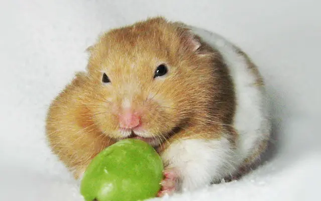 Hamster-Eat-Grapes